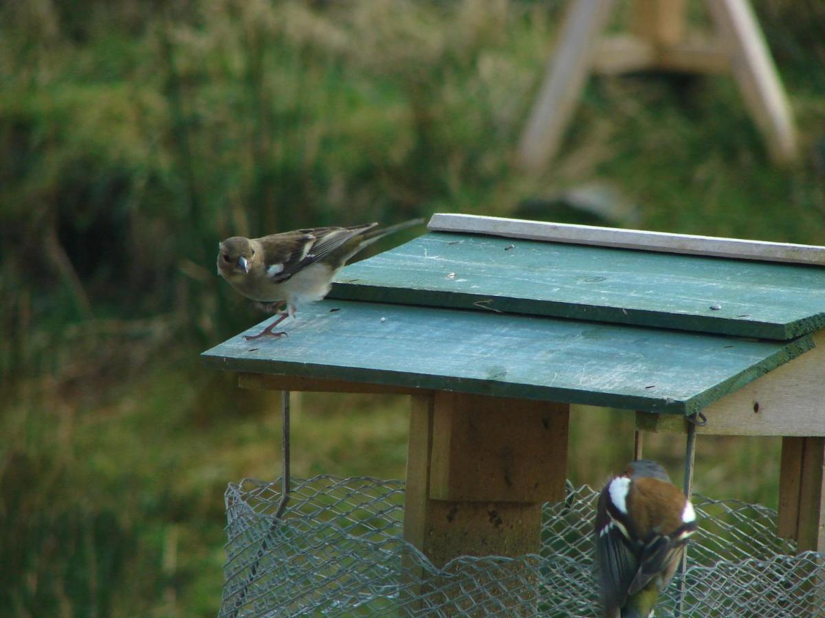 Clifden Wildflower Cottage - Clifden Countryside Lettings 外观 照片