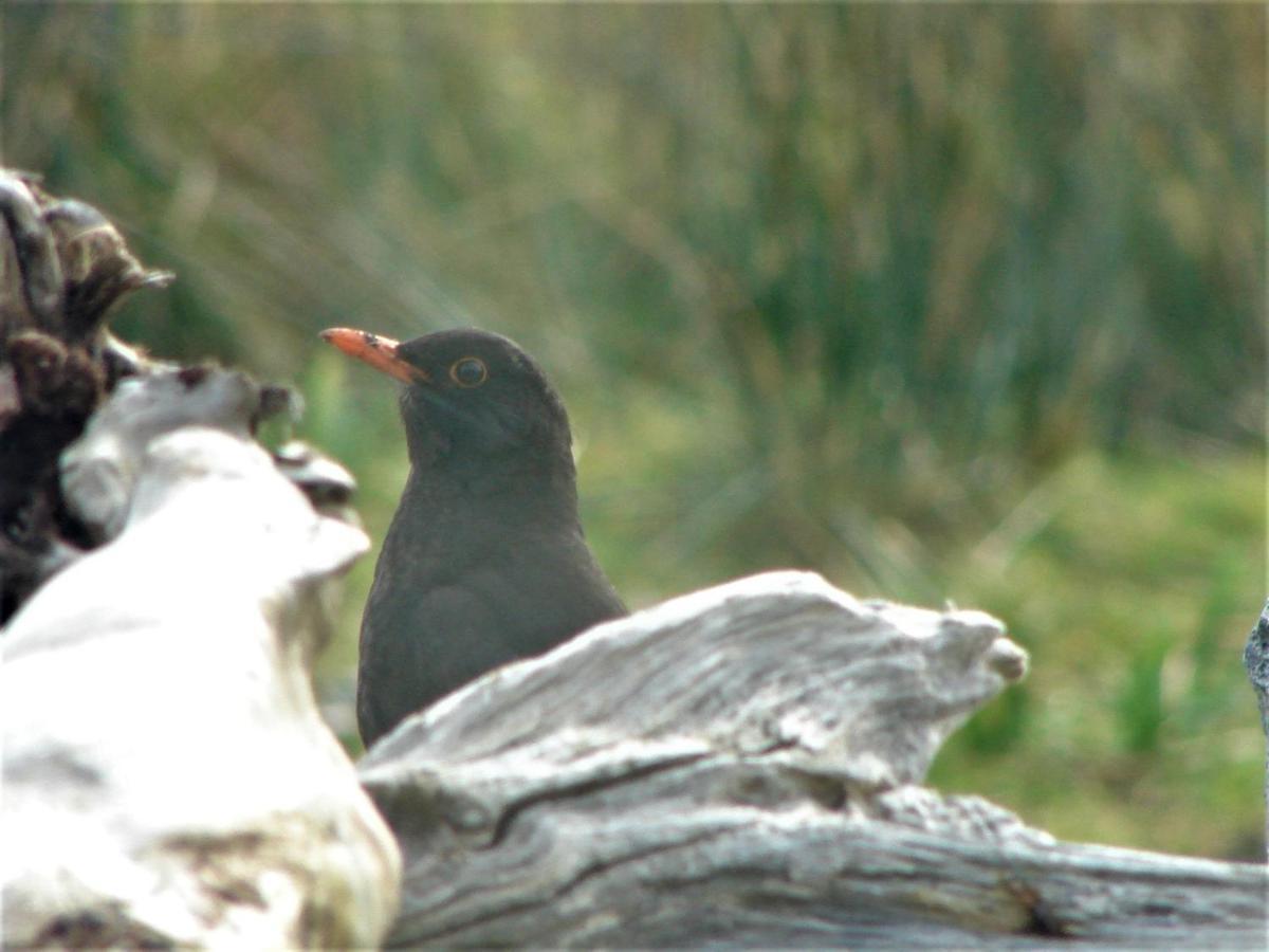 Clifden Wildflower Cottage - Clifden Countryside Lettings 外观 照片