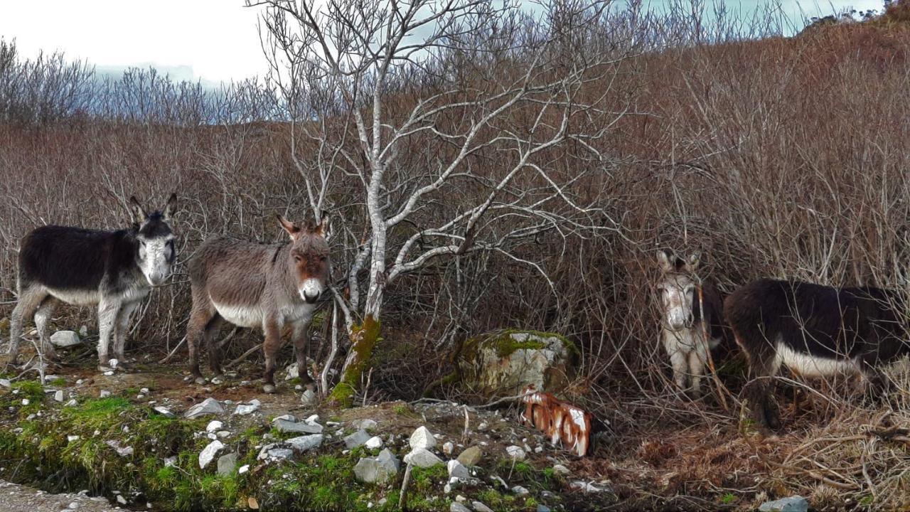 Clifden Wildflower Cottage - Clifden Countryside Lettings 外观 照片