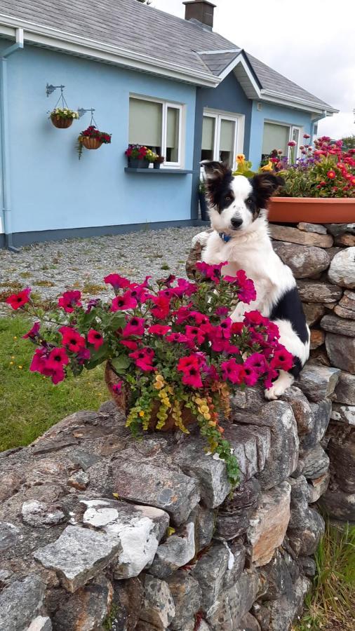 Clifden Wildflower Cottage - Clifden Countryside Lettings 外观 照片