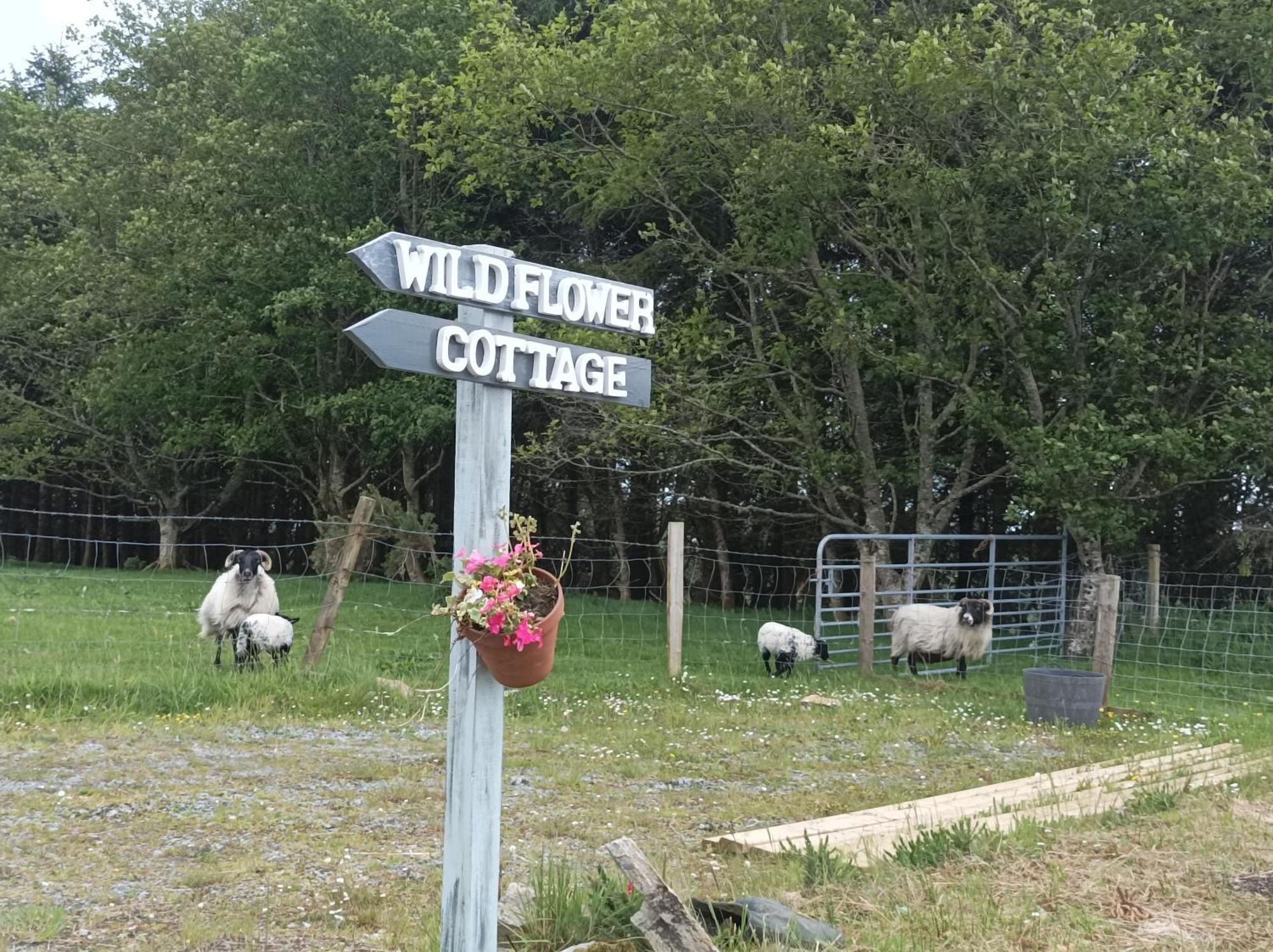 Clifden Wildflower Cottage - Clifden Countryside Lettings 外观 照片